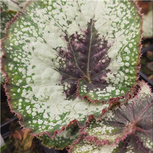 Begonia 'Rocheart'